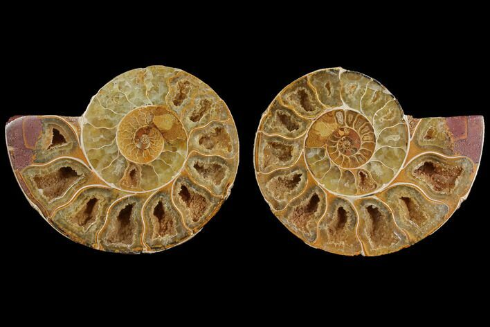 Cut & Polished, Agatized Ammonite Fossil- Jurassic #110770